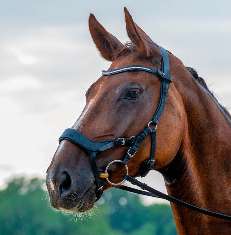 Horse bitting consultations with Gill Batt.
